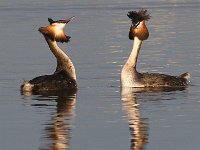 Die hofmakery 1 : frieda